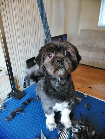 Photo associated with Prim Paws Mobile Grooming