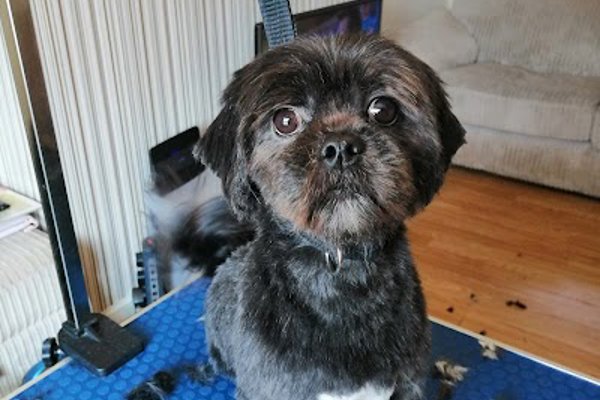 Photo associated with Prim Paws Mobile Grooming