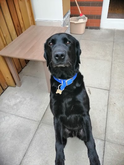 Photo associated with Prim Paws Mobile Grooming