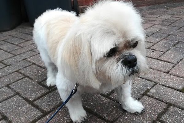 Photo associated with Furtastic Pets Mobile Grooming