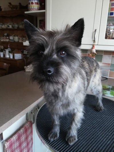 Photo associated with Furtastic Pets Mobile Grooming
