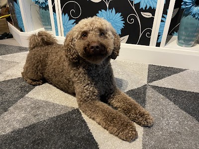 Photo associated with Dial A Dog Wash Coventry