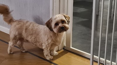 Photo associated with Dial A Dog Wash Coventry