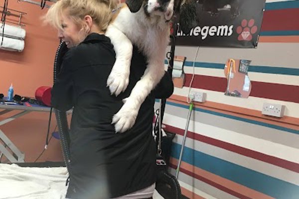 Photo associated with Littlegems Canine Care & Grooming