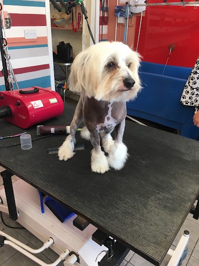 Photo associated with Littlegems Canine Care & Grooming