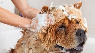 Photo associated with Tickhill Dog Kabin