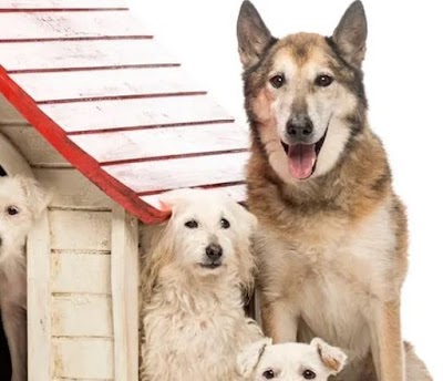 Photo associated with Tickhill Dog Kabin