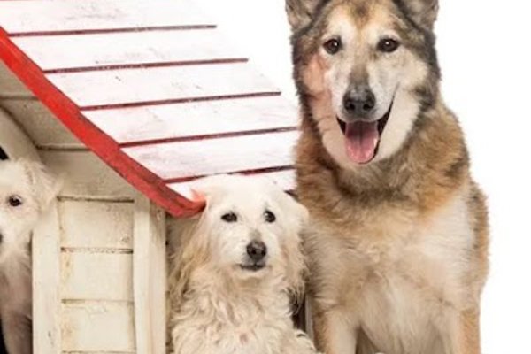 Photo associated with Tickhill Dog Kabin