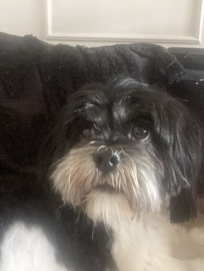 Photo associated with Nose2tail Dog Grooming