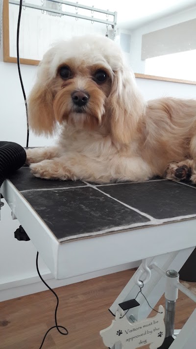 Photo associated with Nose2tail Dog Grooming