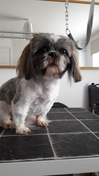 Photo associated with Nose2tail Dog Grooming
