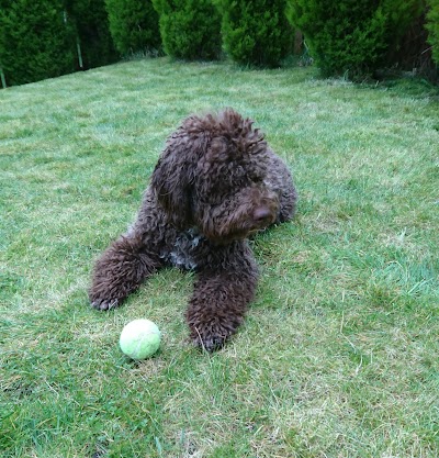 Photo associated with Puppy Love Dog Grooming