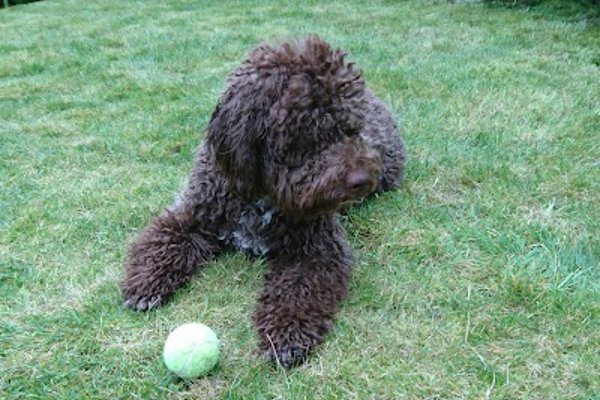 Photo associated with Puppy Love Dog Grooming