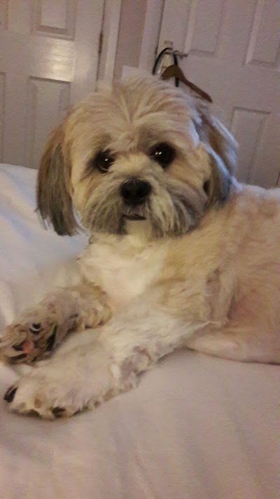 Photo associated with Puppy Love Dog Grooming