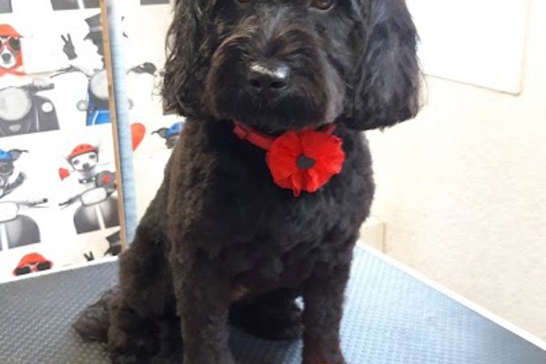 Photo associated with Hounds of Love Dog Grooming Salon