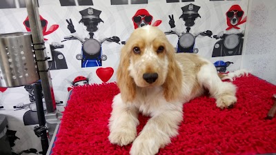 Photo associated with Hounds of Love Dog Grooming Salon
