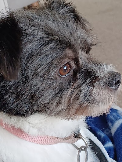 Photo associated with L A Dog Groomers