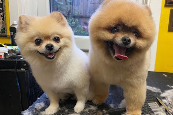Photo associated with Jessica's Dog Grooming London