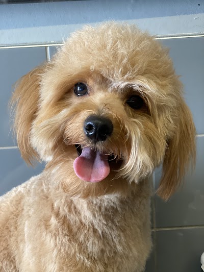 Photo associated with Jessica's Dog Grooming London