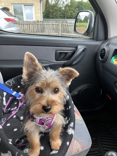 Photo associated with Paws & Relax Dog Grooming