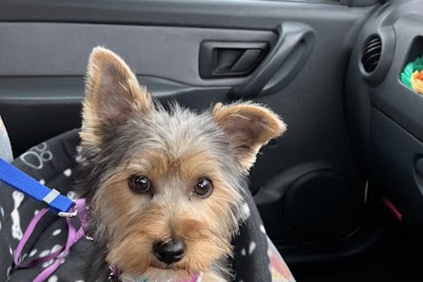 Photo associated with Paws & Relax Dog Grooming