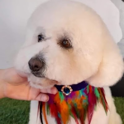 Photo associated with Kut Above K9 Grooming