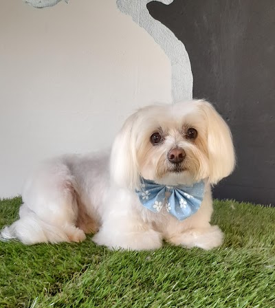 Photo associated with Kut Above K9 Grooming