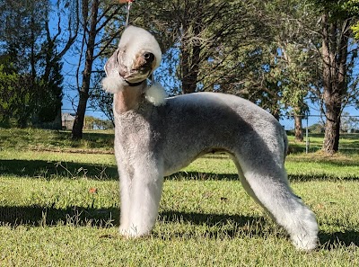 Photo associated with Kut Above K9 Grooming