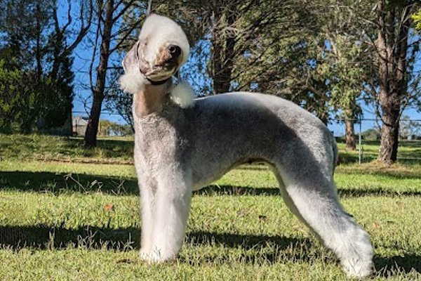 Photo associated with Kut Above K9 Grooming