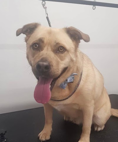 Photo associated with Mojo's dog groomers