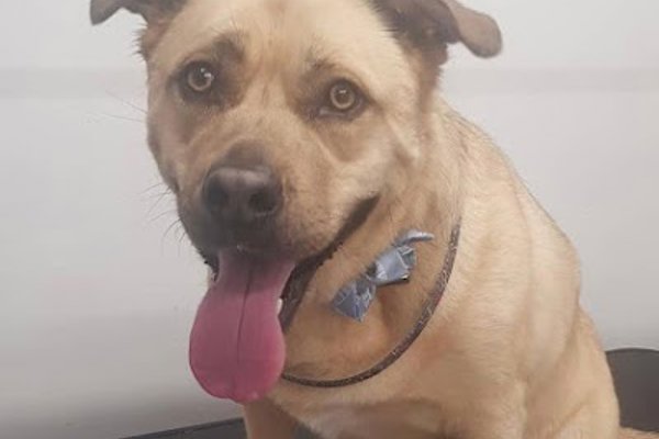 Photo associated with Mojo's dog groomers