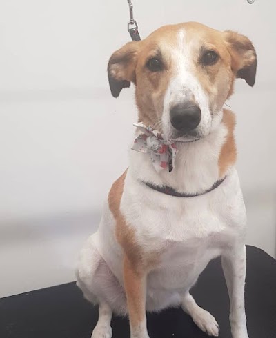 Photo associated with Mojo's dog groomers