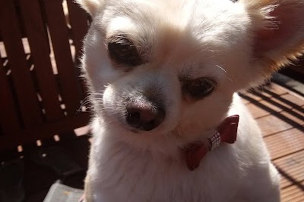 Photo associated with Claws & Paws
