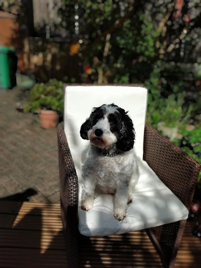 Photo associated with Pets Boutique Dog Grooming