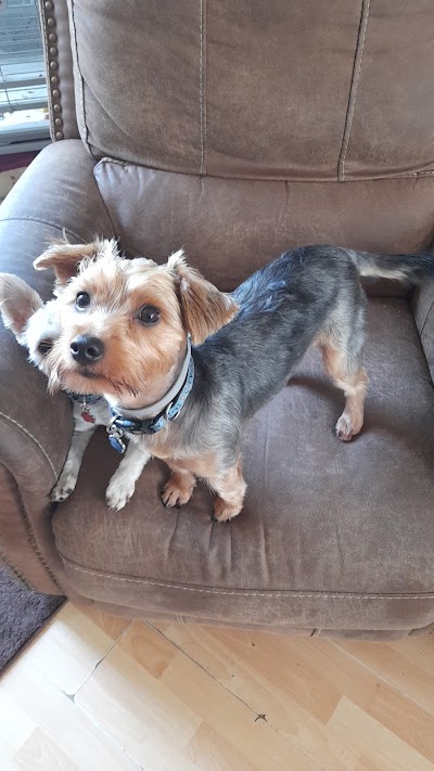 Photo associated with Pets Boutique Dog Grooming