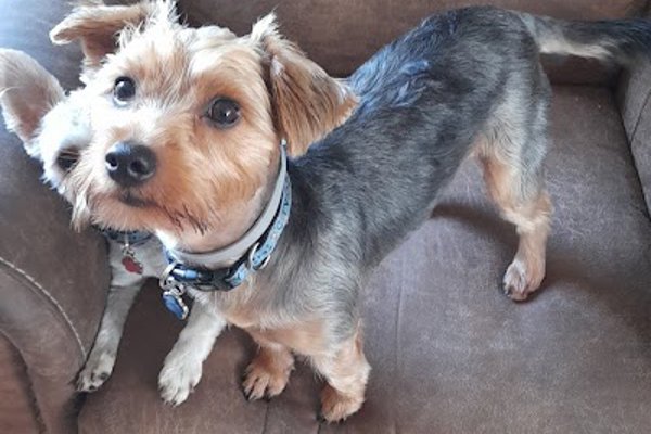 Photo associated with Pets Boutique Dog Grooming