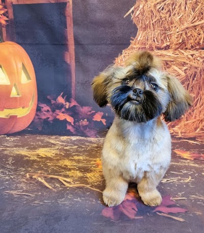 Photo associated with Doggo Chanel Dog Grooming Studio