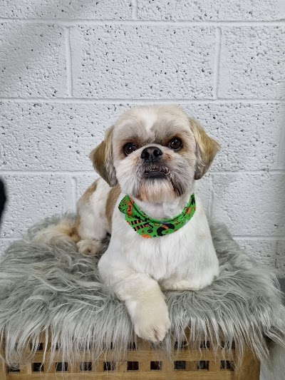 Photo associated with Doggo Chanel Dog Grooming Studio