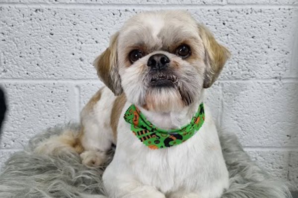 Photo associated with Doggo Chanel Dog Grooming Studio