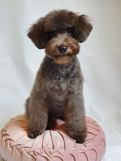 Photo associated with Doggo Chanel Dog Grooming Studio
