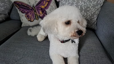 Photo associated with Scallywags Dog Grooming Service