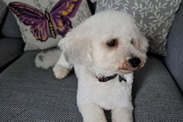 Photo associated with Scallywags Dog Grooming Service