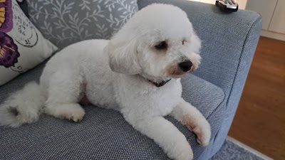 Photo associated with Scallywags Dog Grooming Service