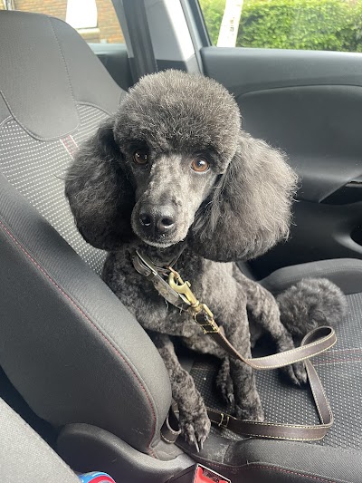 Photo associated with Scallywags Dog Grooming Service
