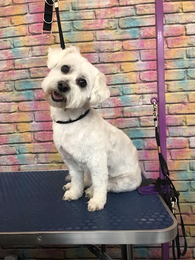 Photo associated with Pawfection Professional Dog Groomers