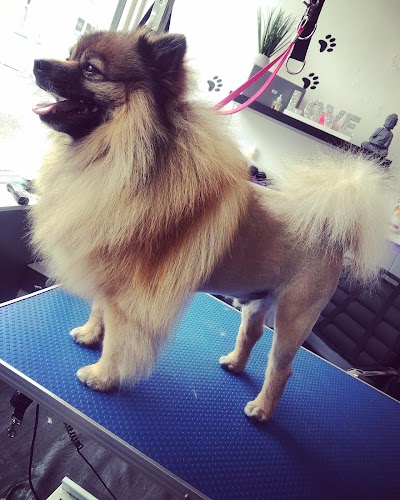 Photo associated with Pawfection Professional Dog Groomers