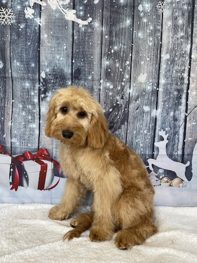 Photo associated with Pawfection Professional Dog Groomers