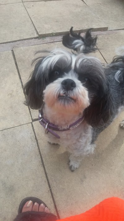 Photo associated with Glen Acres Dog Grooming