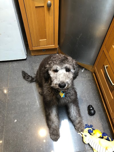 Photo associated with Glen Acres Dog Grooming