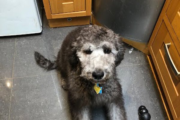Photo associated with Glen Acres Dog Grooming